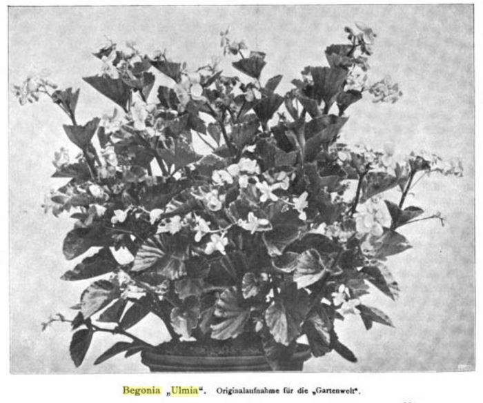 B. Ulmia